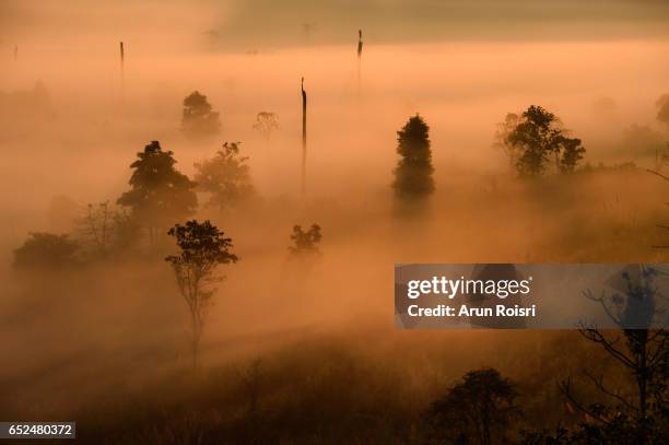 sunrise in a beautiful mountain of thungyai naresuan thailand. forests increased from foggy background, the fog is orange due to sun rays.thungyai naresuan wildlife sanctuary, thailand - humid stock pictures, royalty-free photos & images