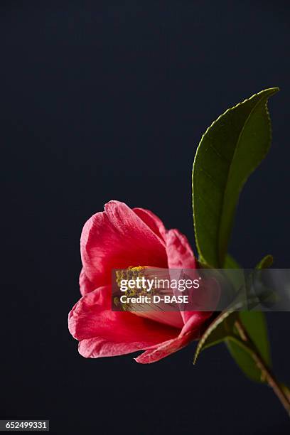 japanese camellia - camellia japonica stock pictures, royalty-free photos & images