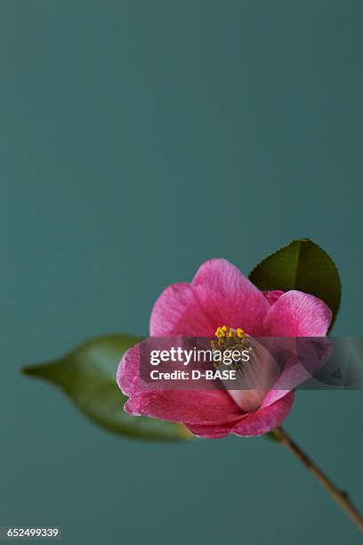 japanese camelia - camellia stock pictures, royalty-free photos & images