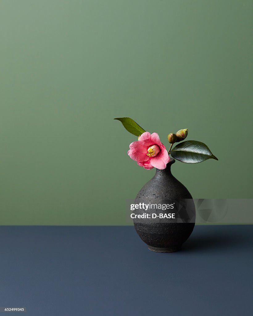 Japanese camellia