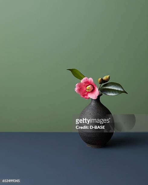japanese camellia - 花瓶 個照片及圖片檔