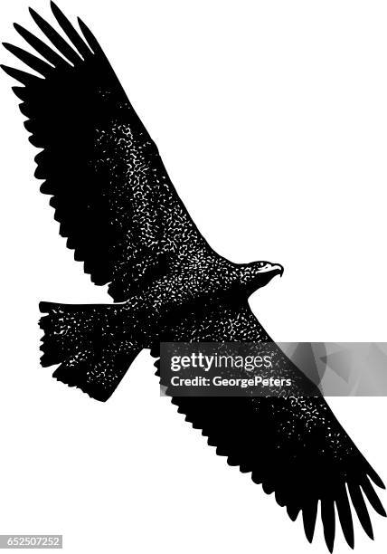 young bald eagle flying - bald eagle flying stock illustrations
