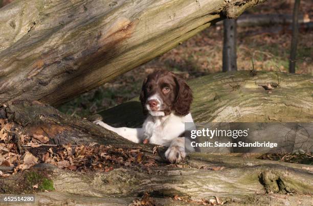 a cute english springer spaniel puppy playing on a fallen tree in the woods. - springerspaniël stockfoto's en -beelden