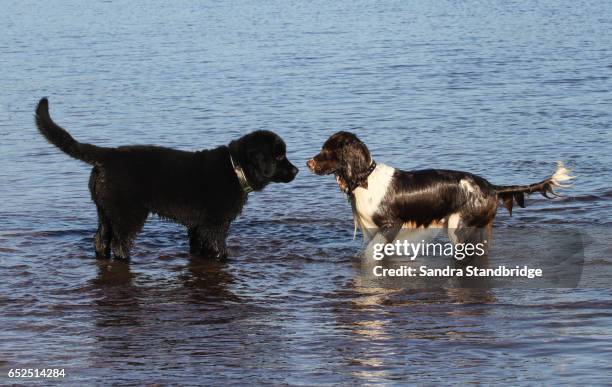 a cute english springer spaniel dog and an adorable newfoundland puppy in the sea facing each other with their tails raised. - newfoundland dog stock pictures, royalty-free photos & images