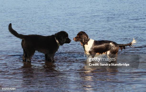 a cute english springer spaniel dog and an adorable newfoundland puppy in the sea facing each other with their tails raised. - newfoundlandshund bildbanksfoton och bilder