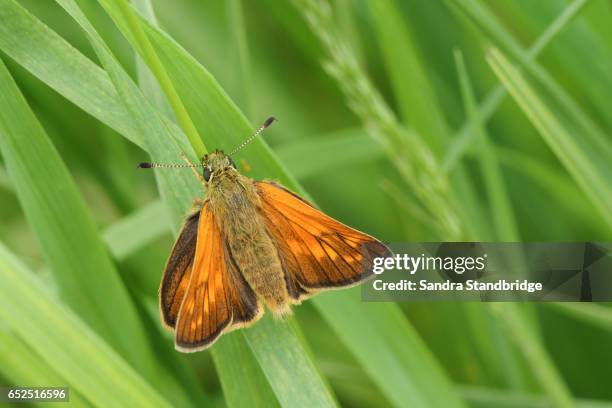 a large skipper butterfly (ochlodes sylvanus) perched on grass with spread wings. - hesperiidae stock pictures, royalty-free photos & images