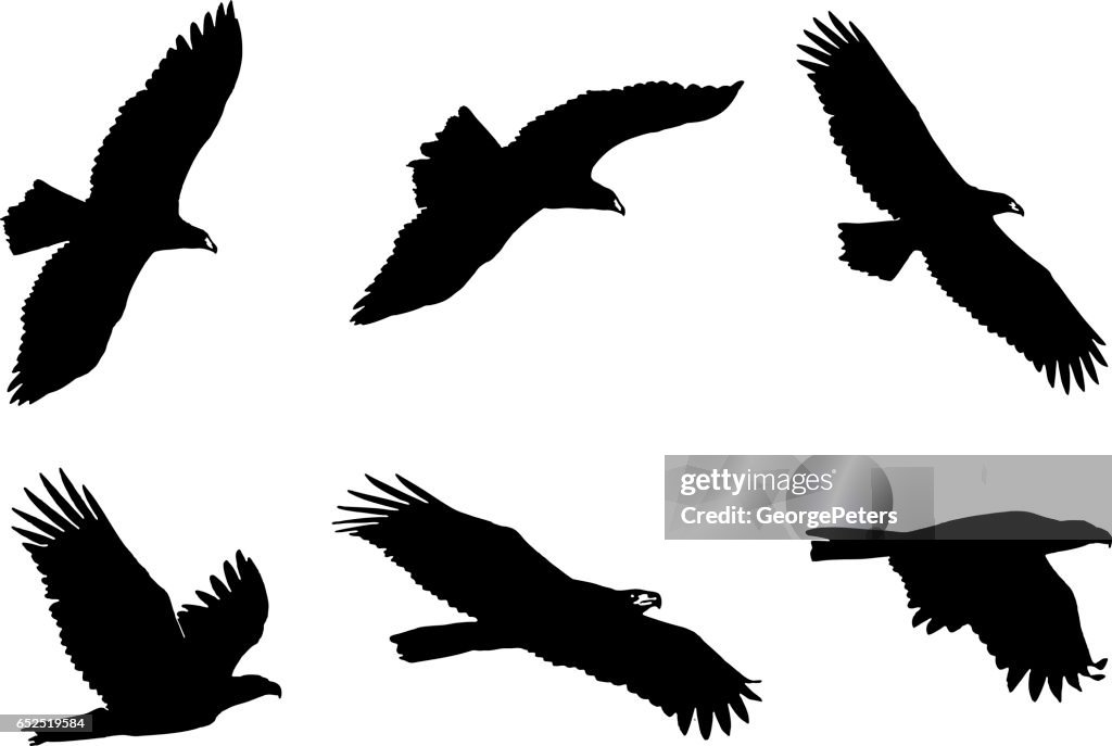 Set of Bald Eagle Silhouettes