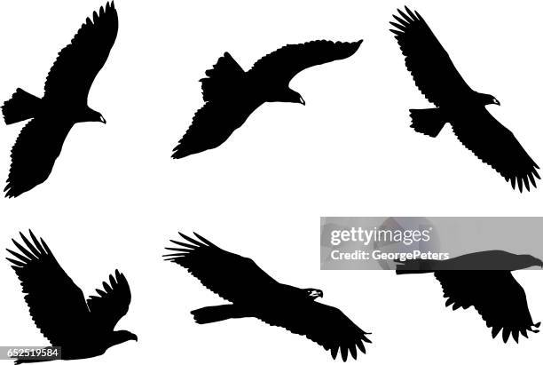 set of bald eagle silhouettes - eagle flying stock illustrations