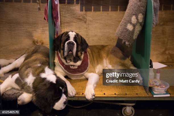 St Bernard dog sits in its bench on the final day of the Crufts Dog Show at the NEC Arena on March 12, 2017 in Birmingham, England. First held in...