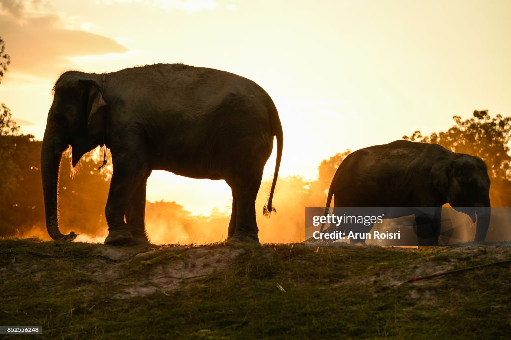 Asian elephant (Elephas Maximus) on the field of the Taklang Elephant Village in Surin dusting themselves to get rid of bugs and insects before the sunset
