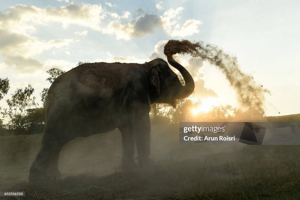 Asian elephant (Elephas Maximus) on the field of the Taklang Elephant Village in Surin dusting themselves to get rid of bugs and insects before the sunset