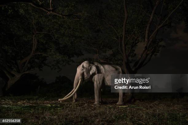 giant male elephant (elephas maximus) at night, surin, thailand - elephant surin stockfoto's en -beelden