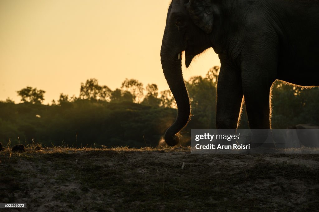 Asian elephant (Elephas Maximus) on the field of the Taklang Elephant Village in Surin dusting themselves to get rid of bugs and insects before the sunset