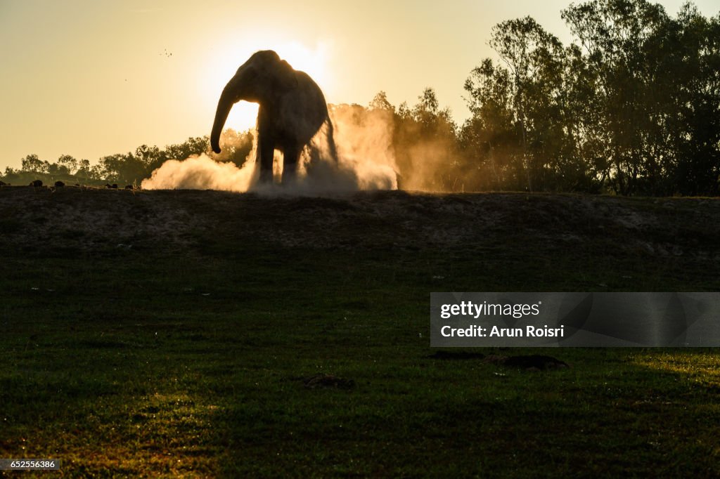 Asian elephant (Elephas Maximus) on the field of the Taklang Elephant Village in Surin dusting themselves to get rid of bugs and insects before the sunset