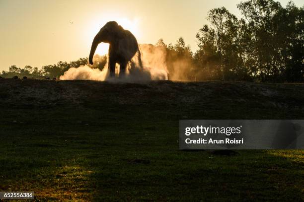 asian elephant (elephas maximus) on the field of the taklang elephant village in surin dusting themselves to get rid of bugs and insects before the sunset - taklang stock pictures, royalty-free photos & images