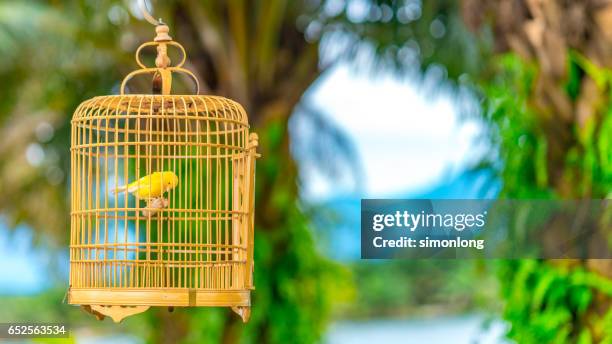 a yellow canary in a cage - birdcage stock pictures, royalty-free photos & images