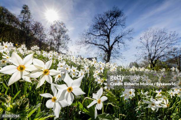 spring bloom of daffodils valtellina italy - narcissus mythological character 個照片及圖片檔