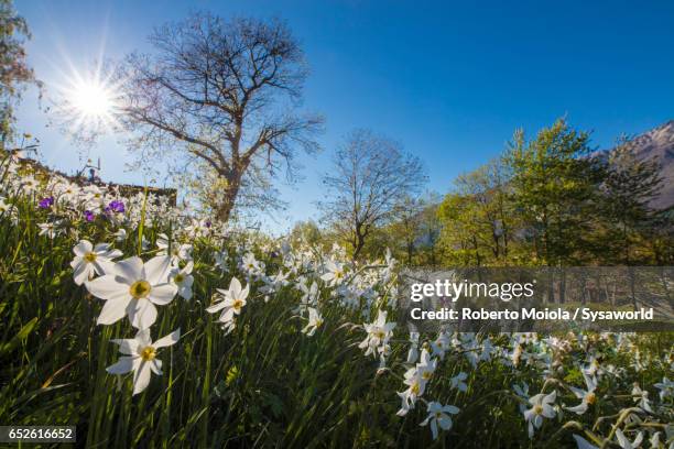 spring bloom of daffodils valtellina italy - narcissus mythological character 個照片及圖片檔