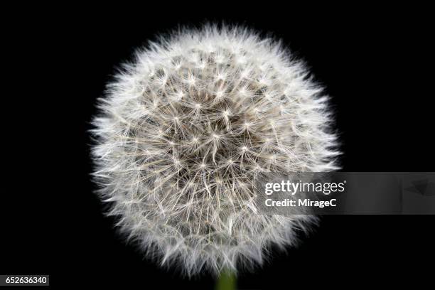 dandelion close-up view - single seed stock pictures, royalty-free photos & images