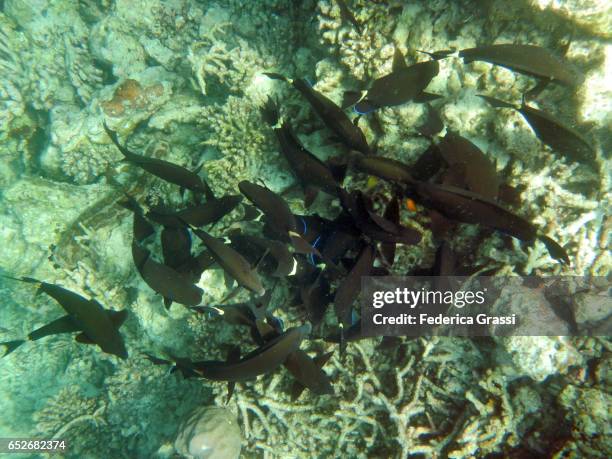school of black surgeonfish (acanthurus gahhm) - acanthurus sohal stock pictures, royalty-free photos & images