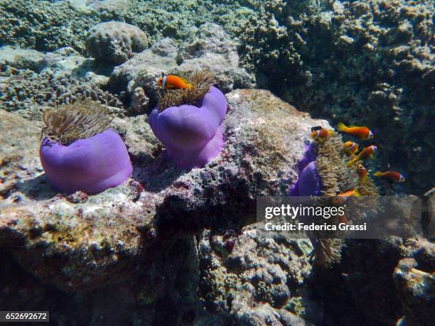 heteractis magnifica (sea anemone) with amphiprioninae fish (clown fish) - anemone magnifica stock pictures, royalty-free photos & images