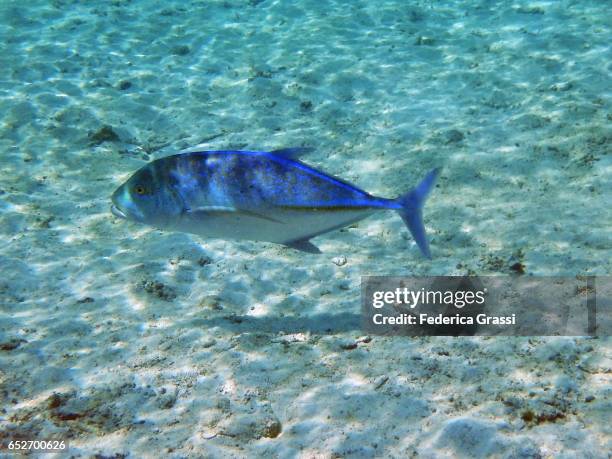 jack fish (carangidae family) - pferdekopf stock-fotos und bilder