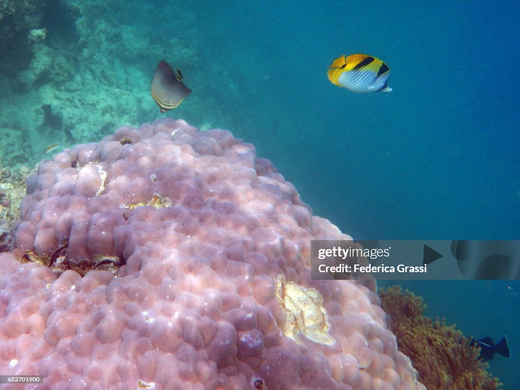 Triangle Butterflyfish and Saddleback Batterflyfish