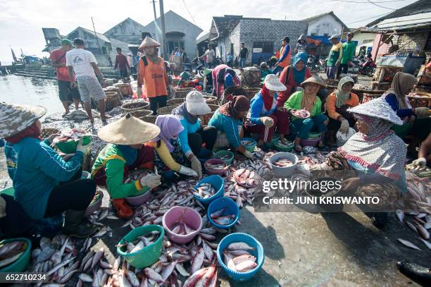 Fish Java Indonesia 11 Brondong Stock Photos, High-Res Pictures, and Images - Getty Images