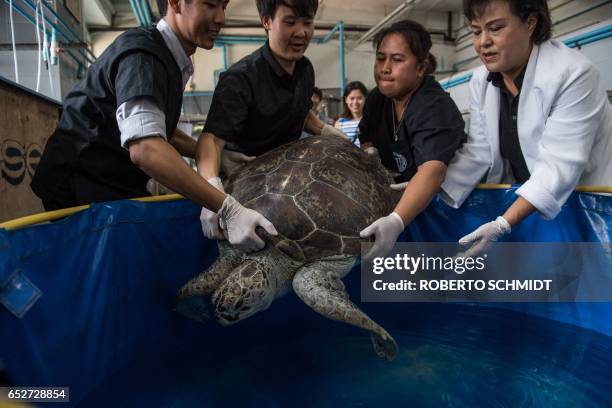 Nantrika Chansue , a veterinarian in charge of Chulalongkorn hospital's aquatic research centre, and staff handle a sea turtle dubbed "Piggy Bank" at...