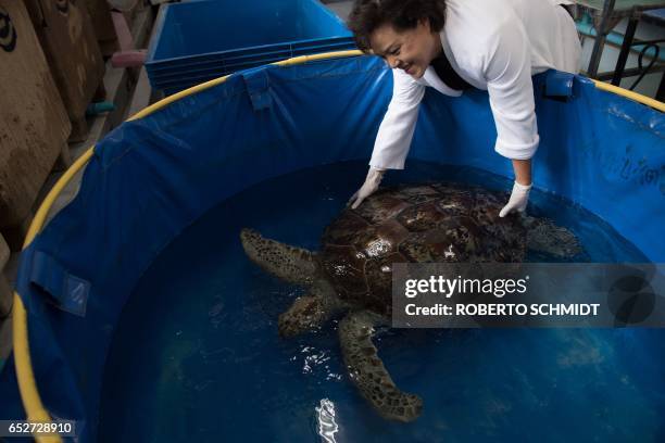 Nantrika Chansue, a veterinarian in charge of Chulalongkorn hospital's aquatic research centre handles a sea turtle dubbed "Piggy Bank", at the...