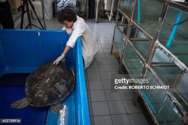 Nantrika Chansue, a veterinarian in charge of Chulalongkorn hospital's aquatic research centre, touches a sea turtle dubbed "Piggy Bank" at the...
