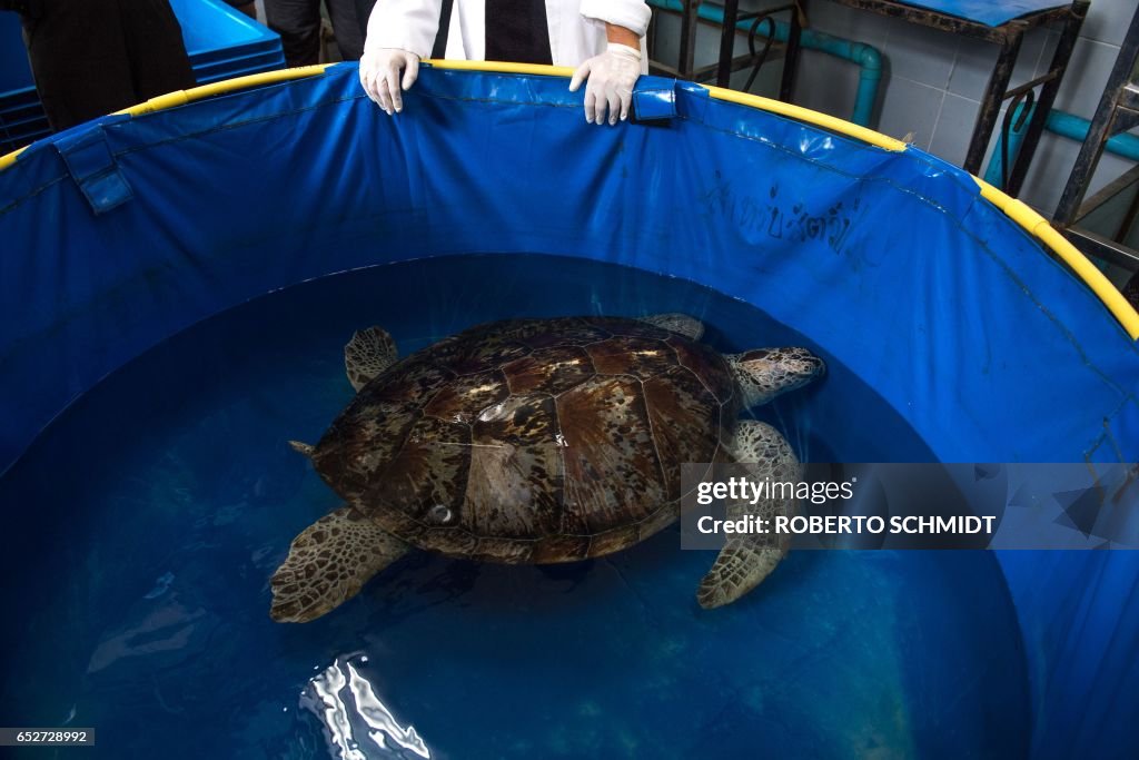THAILAND-ANIMALS-TURTLE