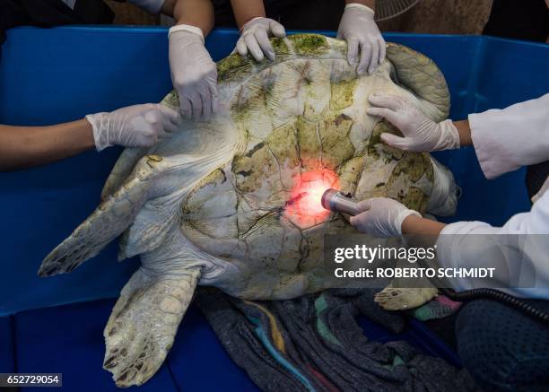 Nantrika Chansue , a veterinarian in charge of Chulalongkorn hospital's aquatic research centre, examines a sea turtle dubbed "Piggy Bank" at the...