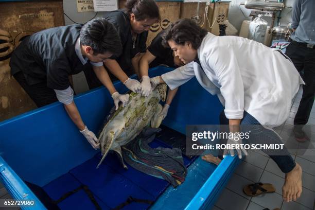 Nantrika Chansue , a veterinarian in charge of Chulalongkorn hospital's aquatic research centre, examines a sea turtle dubbed "Piggy Bank" at the...