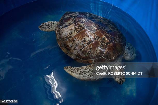 Sea turtle dubbed "Piggy Bank" swims in a small sea water pool at the Veterinary Medical Aquatic Animal Research Center in Bangkok on March 13, 2017...