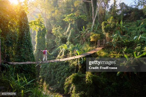 backpacker op hangbrug in het regenwoud - tropical rainforest stockfoto's en -beelden