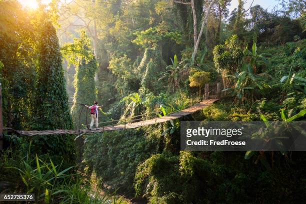 backpacker on suspension bridge in rainforest - floresta pluvial imagens e fotografias de stock