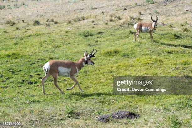 pronghorn antelope in a field in yellowstone national park, wyoming - pronghorn stock pictures, royalty-free photos & images