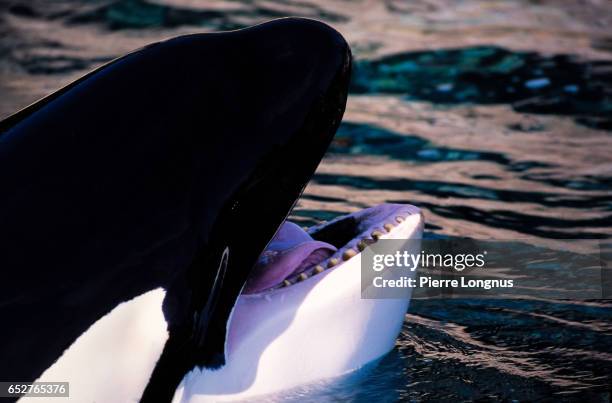 friendly pacific northwest killer whale looking up - dier in gevangenschap stockfoto's en -beelden