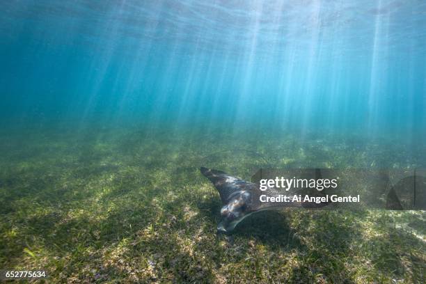 spotted eagle ray swimming through sun rays - 斑點鷹魟 個照片及圖片檔