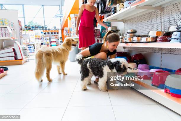 süße golden retriever und tibetan terrier in pet shop - pet equipment stock-fotos und bilder