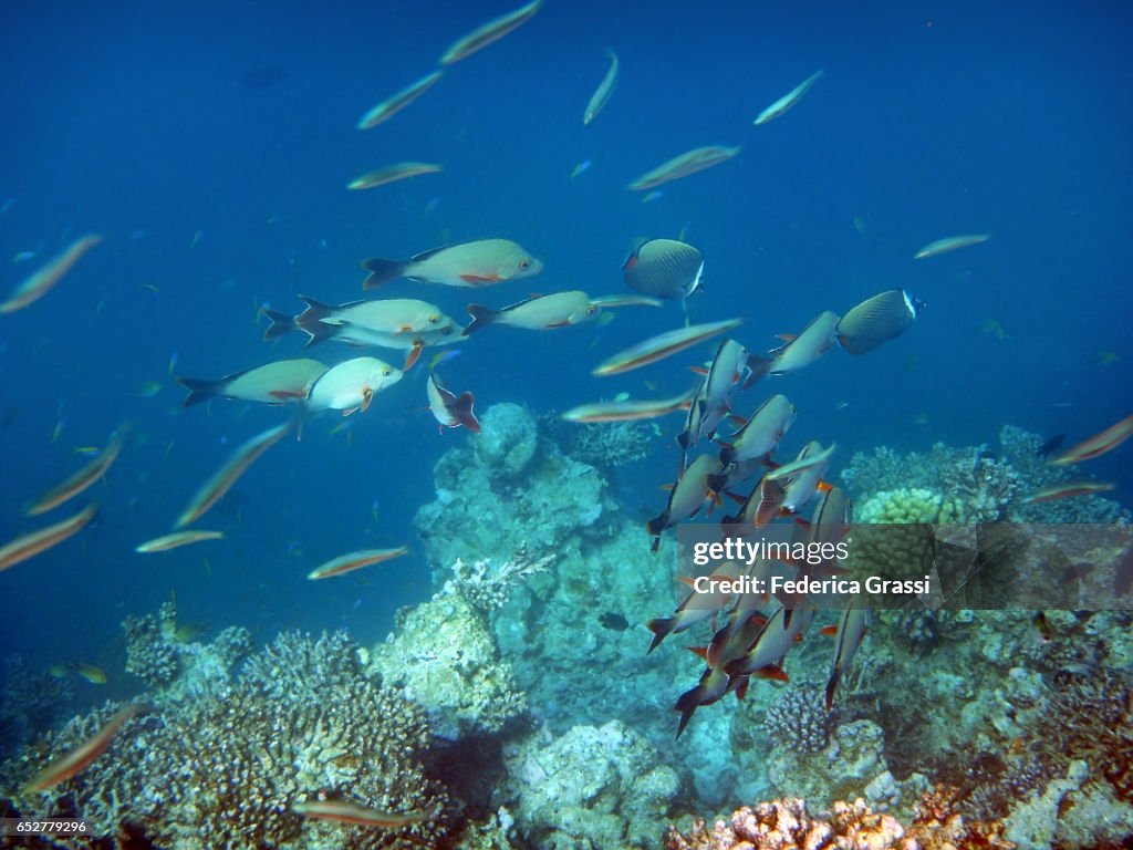 Shoal of Humpback Red Snapper (Lutjanus gibbus)