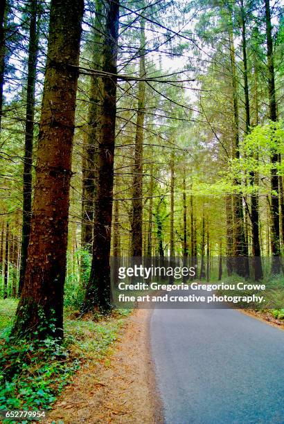forest drive - gregoria gregoriou crowe fine art and creative photography - fotografias e filmes do acervo