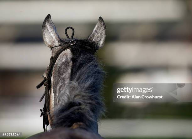 Petit Mouchoir looks towards the winning post from the gallops prior to the upcoming Cheltenham festival starting on Tuesday on March 13, 2017 in...