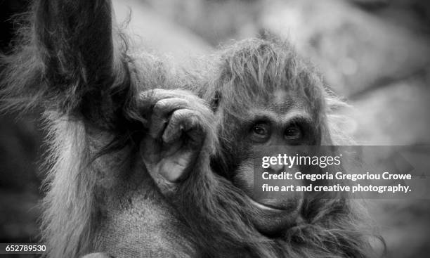 orangutan (pongo pygmaeus), close-up (toned b&w) - gregoria gregoriou crowe fine art and creative photography - fotografias e filmes do acervo