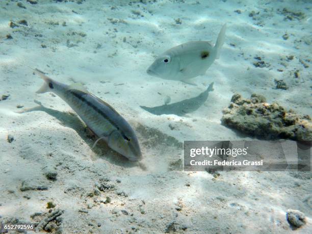 parupeneus barberinus (dash & dot goatfish) - parupeneus stock pictures, royalty-free photos & images