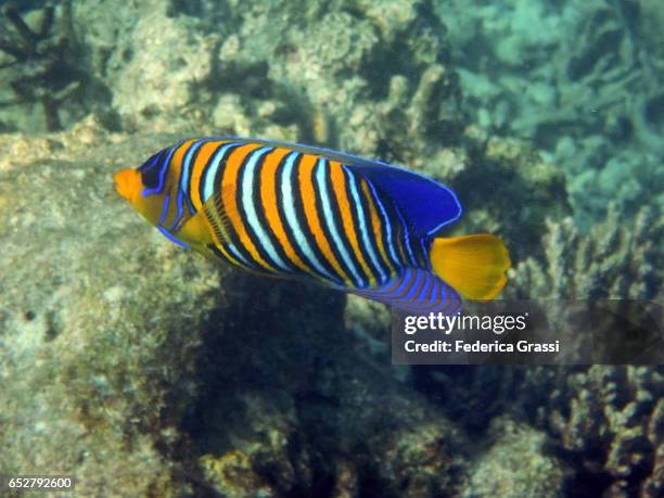 regal angel fish (pygoplites diacanthus) - royal angelfish stock pictures, royalty-free photos & images