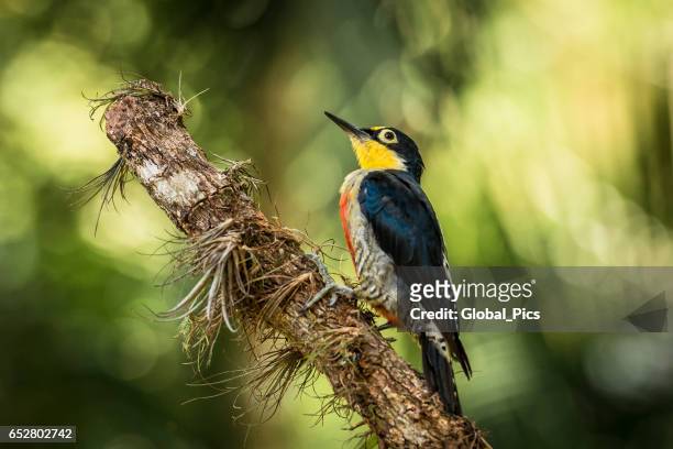yellow-fronted woodpecker (melanerpes flavifrons) - mata atlantica stock pictures, royalty-free photos & images