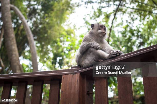 ubud monkey - ubud monkey forest stock pictures, royalty-free photos & images