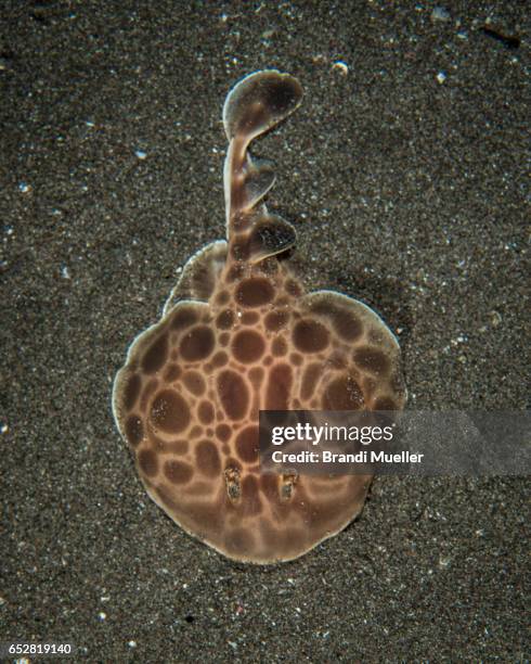 torpedo ray - torpedo ray stock pictures, royalty-free photos & images